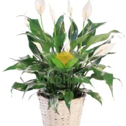 Peace Lily in Tennessee